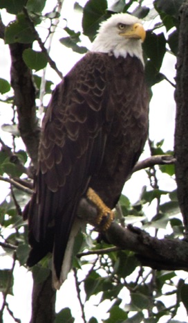 American Bald Eagle - NHP144